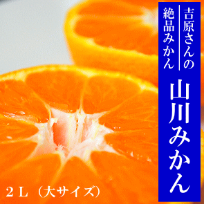 �R��݂���5kg(L�`M)�@�g������̉�̖����i�~�J���j