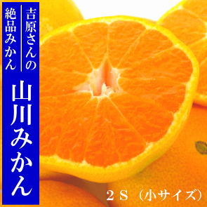 �R��݂���10kg(L�`M)�@�g������̉�̖����i�~�J���j