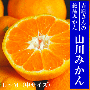 �R��݂���5kg(L�`M)�@�g������̉�̖����i�~�J���j