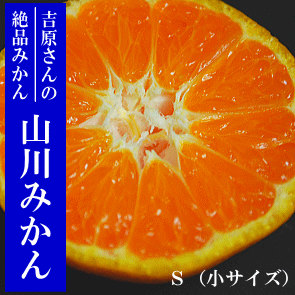 �R��݂���10kg(L�`M)�@�g������̉�̖����i�~�J���j