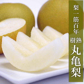 �ۋT��1.5kg�@��ʁu�ۋT���v�a�����100�N�̗��j�@�ۋT�_���̓��I�i�V�@�������́y����t�@�[���z��B