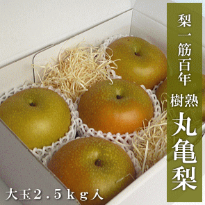 �ۋT��2.5kg�@��ʁu�ۋT���v�a�����100�N�̗��j�@�ۋT�_���̓��I�i�V�@�������́y����t�@�[���z��B