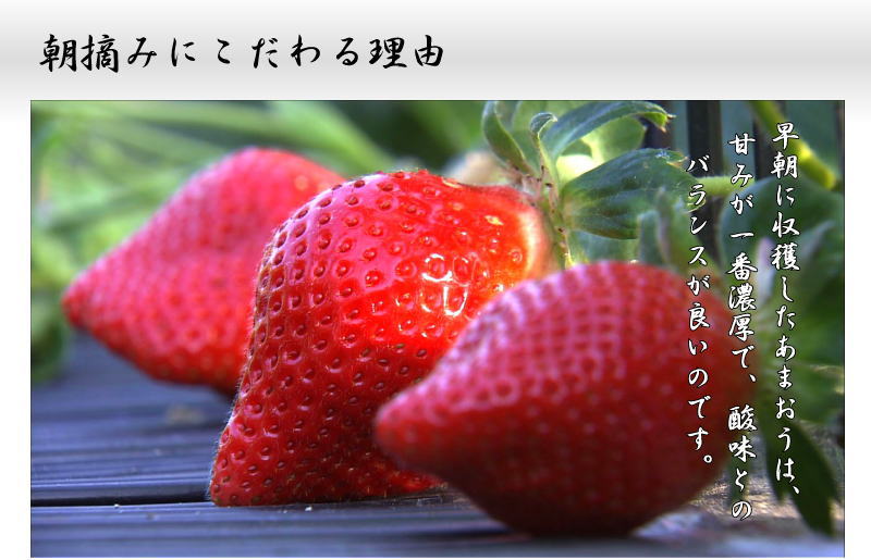 苺（いちご）あまおう・紅ほっぺ イチゴ いいもの【あるファーム】九州