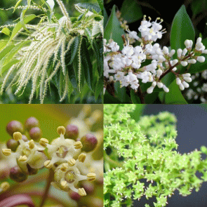 百花はちみつ　野の花、山の花から採れた濃厚な蜂蜜（ハチミツ）いいもの【あるファーム】九州
