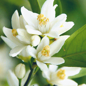 みかんはちみつ 蜜柑 ミカン の花から採れた上品な甘さの蜂蜜 ハチミツ いいもの あるファーム 九州