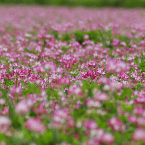 れんげはちみつ 蓮華 レンゲ の花から採れた濃厚な蜂蜜 ハチミツ いいもの ある