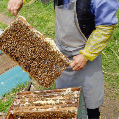 選べるはちみつセット300g×2本 国産蜂蜜(ハチミツ) いいもの【あるファーム】九州