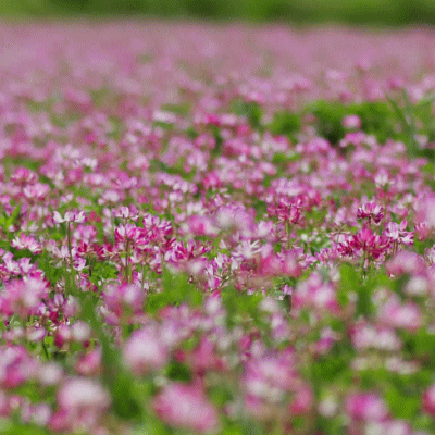 選べるはちみつセット300g×2本 国産蜂蜜(ハチミツ) いいもの【あるファーム】九州