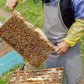 選べるはちみつセット300g×2本　国産蜂蜜（ハチミツ）　いいもの【あるファーム】九州