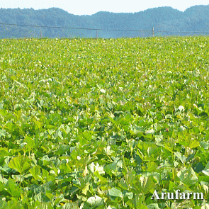  安納芋に匹敵する糖度のさつま芋！熊本県産「紅蜜芋（紅はるか）」薩摩芋（サツマイモ）いいもの【あるファーム】九州