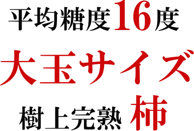 大玉「丸亀柿」100年の歴史ある丸亀農園の特選柿（かき）　いいもの【あるファーム】九州