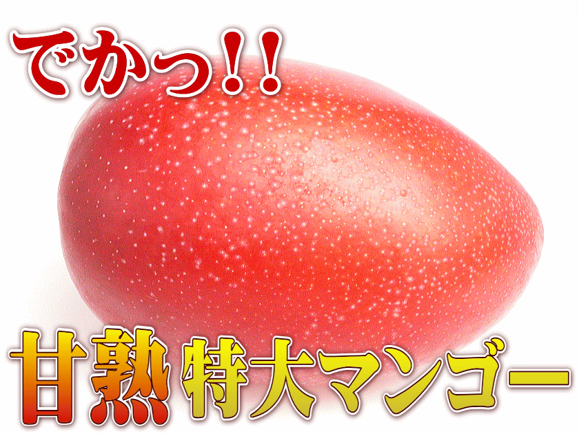 まぼろしの甘熟「特大アップルマンゴー」　いいもの【あるファーム】九州