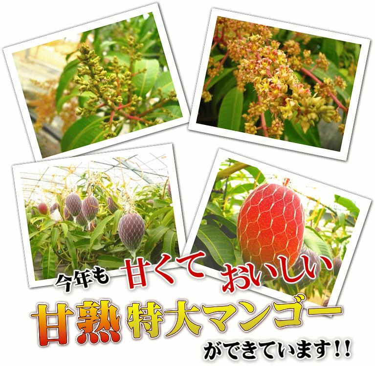 まぼろしの甘熟「特大アップルマンゴー」　いいもの【あるファーム】九州