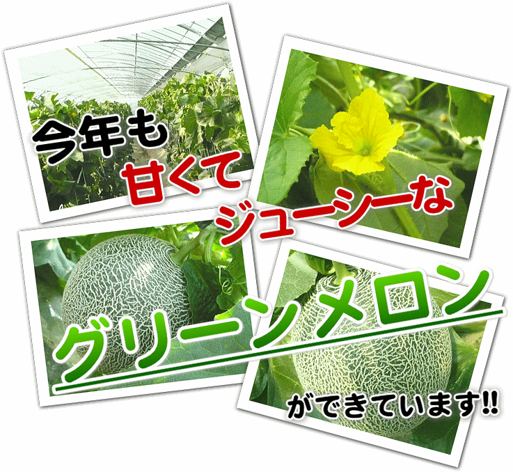 大玉グリーンメロン2玉入　いいもの【あるファーム】九州