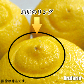  和みはるか　伊藤農園のはるか（柑橘）　いいもの【あるファーム】九州