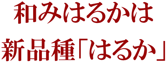 和みはるか　伊藤農園のはるか（柑橘）　いいもの【あるファーム】九州