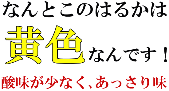 和みはるか　伊藤農園のはるか（柑橘）　いいもの【あるファーム】九州