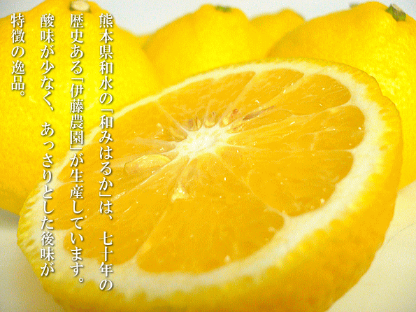 和みはるか　伊藤農園のはるか（柑橘）　いいもの【あるファーム】九州