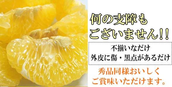 和みはるか　伊藤農園のはるか（柑橘）　いいもの【あるファーム】九州
