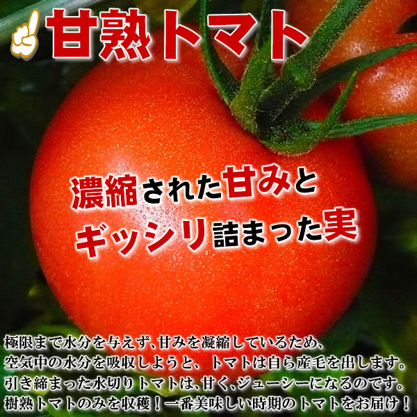 送料無料,トマト,とまと,桃太郎,塩トマト,有機,安全,安心,ジュース,野菜ジュース,セール,％OFF,新鮮,産直,産地直送,いいもの【あるファーム】九州