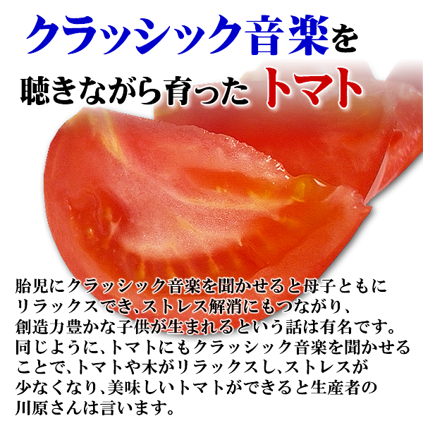 送料無料,トマト,とまと,桃太郎,塩トマト,有機,安全,安心,ジュース,野菜ジュース,セール,％OFF,新鮮,産直,産地直送,いいもの【あるファーム】九州
