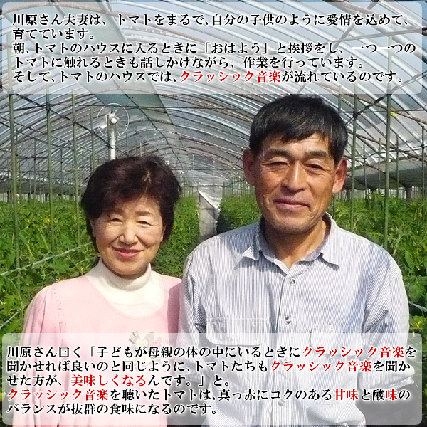 送料無料,トマト,とまと,桃太郎,塩トマト,有機,安全,安心,ジュース,野菜ジュース,セール,％OFF,新鮮,産直,産地直送,いいもの【あるファーム】九州